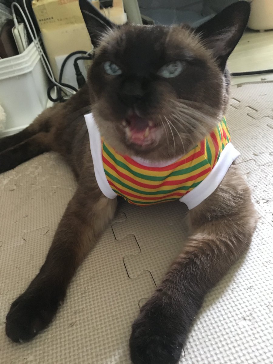＃猫　　#たぬシャム　　#ラブ🩷日記
吠えたぜー🐱
