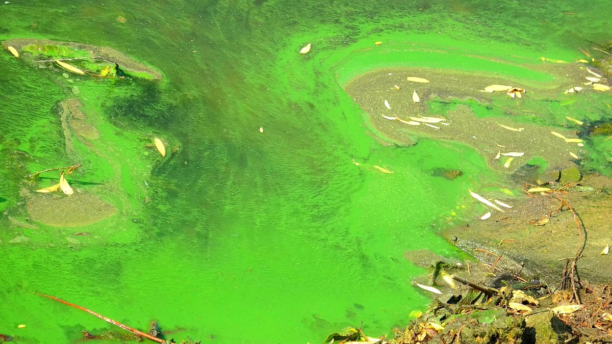 WBAG1985's tweet photo. From crisis to hope— #Taihu Lake is showing good signs of recovery! While its #bluealgae problem is gradually coming under control, continued care and investment are crucial to prevent future outbreaks. 🌱💧 The images 👇taken from a different lake  shows a major algae bloom. https://t.co/NyN2qdg2uG