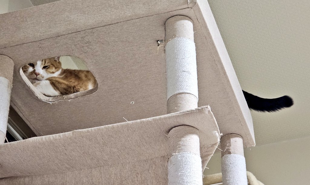 cats_ararnr's tweet photo. とても長い猫だ…
 #ねこ  #猫のいる生活   #猫のいる暮らし  #猫好きさんと繋がりたい https://t.co/WTfPw2MZRO