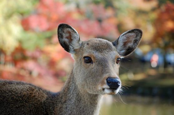 SumikaiNews's tweet photo. Nara ist bekannt für seine Hirsche. Diese Beziehung der Stadt und der Tiere blickt auf eine bewegende Geschichte zurück.  #japan
https://t.co/kxrPPCTJVx https://t.co/WOB0x7lzU1