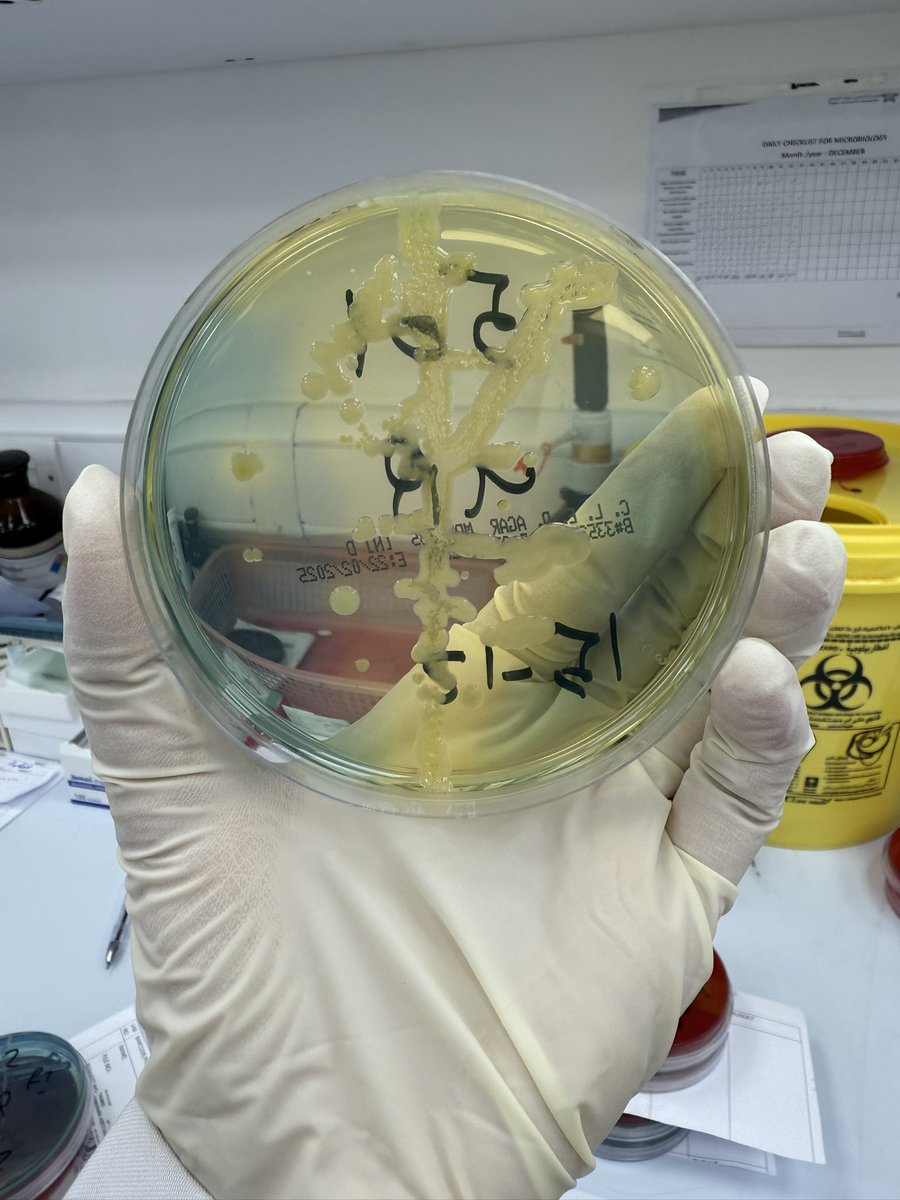 NuhaQueen9's tweet photo. بسهلها عليكم مره🤗
1-Enterobacteriaceae family و lactose fermenters 
2-تسبب urinary &amp; respiratory infection للمرضى المنومين بالمستشفيات 
3-intestinal flora وموجوده ب soil،water 
4-lacks lysine and arginine decarboxylases enzymes 

ايش هيا البكتريا🤔؟ 4 عشان تعرفون species https://t.co/TmirluAugo