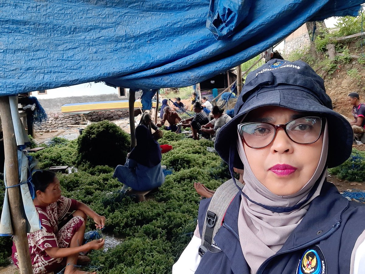 nurhadati's tweet photo. Senin13-1-2025,Nurhadati,sp,luhkan kab.Bone,dipokdakan mitra bahari,Desa Bulu- bulu,  mendampingi Panen 
Rumput laut,tehnologi sederhana , sebanyak 500 kg, bobot panen 40 hari, harga rp.5000/kg untk bibit ,sedangkan kering rp.15.000/kg
#GiatLuhkanSatminkalmaros #Bone #panen https://t.co/F9faK80jVI