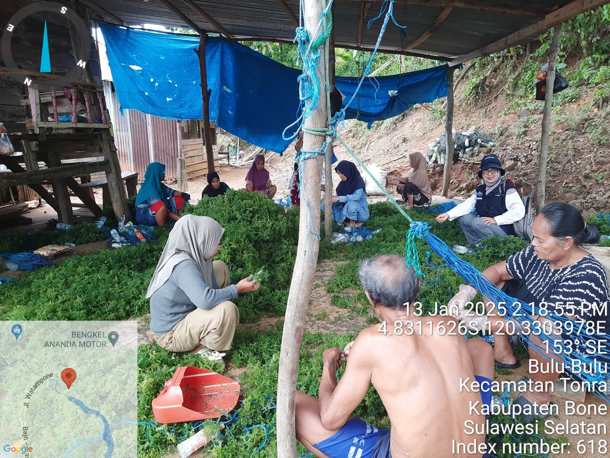 nurhadati's tweet photo. Senin13-1-2025,Nurhadati,sp,luhkan kab.Bone,dipokdakan mitra bahari,Desa Bulu- bulu,  mendampingi Panen 
Rumput laut,tehnologi sederhana , sebanyak 500 kg, bobot panen 40 hari, harga rp.5000/kg untk bibit ,sedangkan kering rp.15.000/kg
#GiatLuhkanSatminkalmaros #Bone #panen https://t.co/F9faK80jVI
