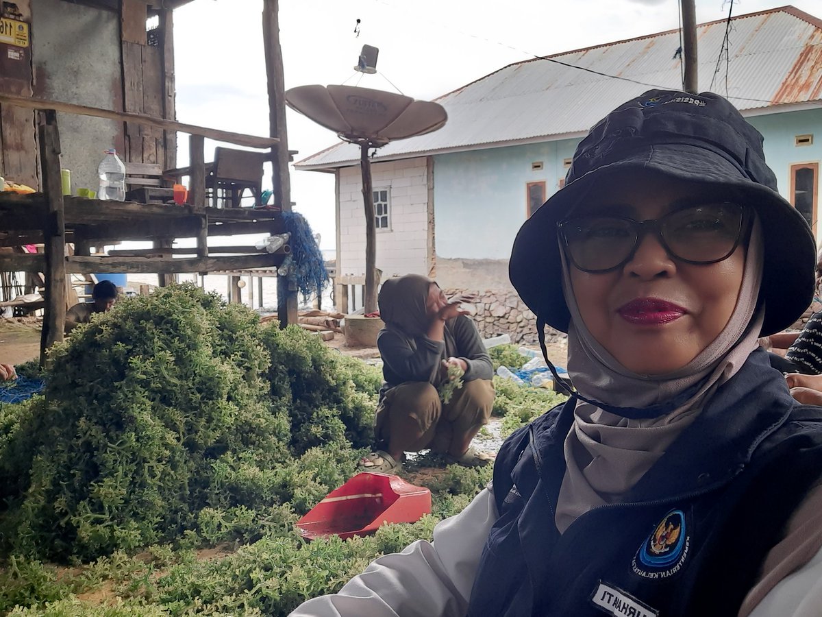 nurhadati's tweet photo. Senin13-1-2025,Nurhadati,sp,luhkan kab.Bone,dipokdakan mitra bahari,Desa Bulu- bulu,  mendampingi Panen 
Rumput laut,tehnologi sederhana , sebanyak 500 kg, bobot panen 40 hari, harga rp.5000/kg untk bibit ,sedangkan kering rp.15.000/kg
#GiatLuhkanSatminkalmaros #Bone #panen https://t.co/F9faK80jVI