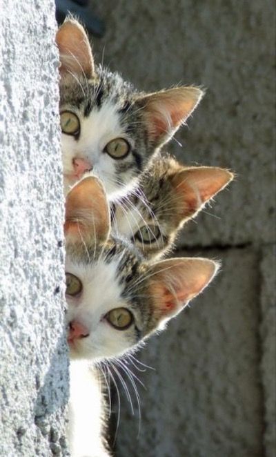 Curiosity never killed the cat !!