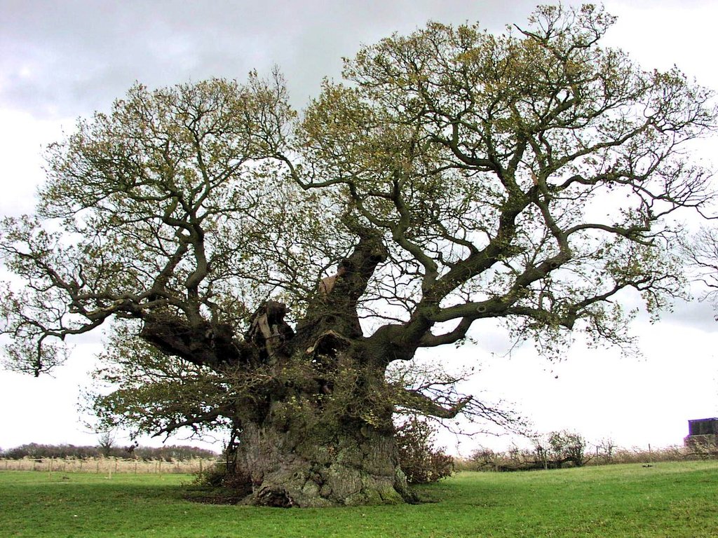 TreeRegister's tweet image. 🌳The Tree Register of the British Isles, often known as TROBI, is a charity that holds a recorded database of 250,000 trees.

🌲Celebrating our wonderful tree heritage, our database is a definitive list of champion trees.

💻treeregister.org

#TROBI #ThickTrunkTuesday