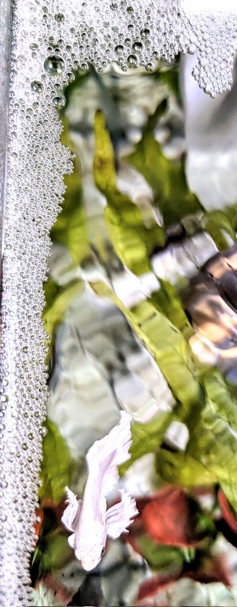 OZZY_GiRL_'s tweet photo. The battle is on for the best bubble nest!
Nice to know they are happy π
Mother Nature π₯°
#betta #bettafish #bettasplenden #aquarium https://t.co/MEzjscMwMs