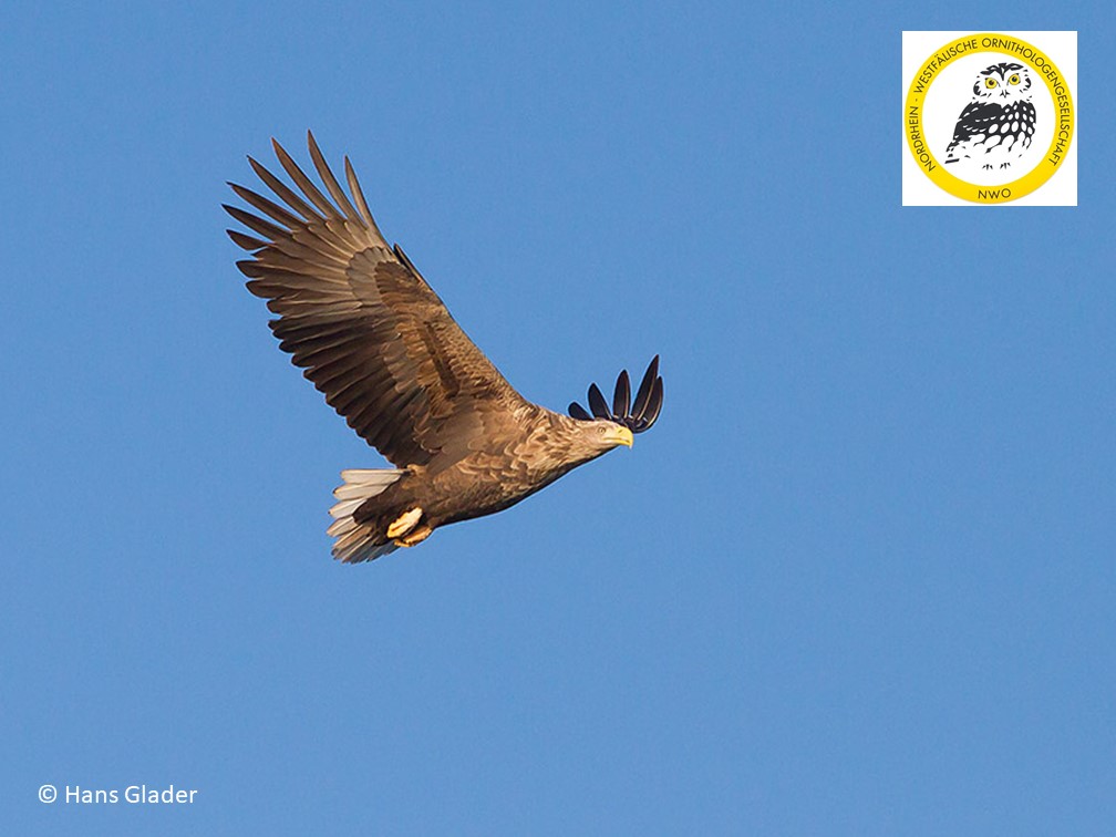 nworni's tweet photo. Seeadler im Flug.
Der Hintergrund kann gerne als Wink mit der Gartenpforte gedeutet werden. Wir freuen uns auf Euch.
🤗 https://t.co/vjGNSNLKSa