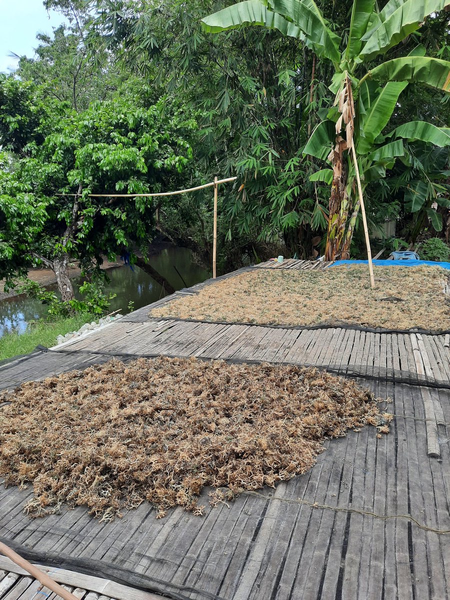 nurhadati's tweet photo. Rabu,08-1-2025,Nurhadati,sp,luhkan kab.bone,
di Pokdakan pangadang ,Desa Bulu-bulu, mendampingi Panen rumput laut
Dengan tehnologi pengeringan rumput laut sebanyak 350kg, harga panen kering rp 15.000/kg

#GiatLuhkanSatminkalmaros   #Bone #Panen https://t.co/6NczwUtWUB
