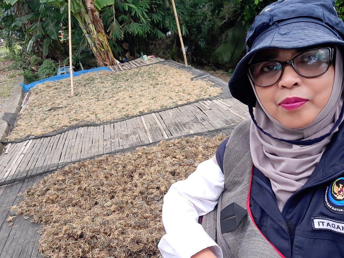 nurhadati's tweet photo. Rabu,08-1-2025,Nurhadati,sp,luhkan kab.bone,
di Pokdakan pangadang ,Desa Bulu-bulu, mendampingi Panen rumput laut
Dengan tehnologi pengeringan rumput laut sebanyak 350kg, harga panen kering rp 15.000/kg

#GiatLuhkanSatminkalmaros   #Bone #Panen https://t.co/6NczwUtWUB