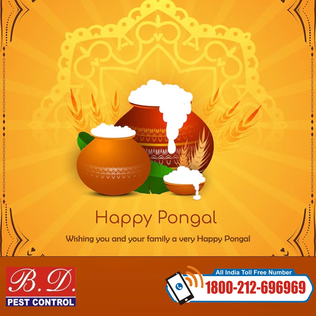 bdpcindia's tweet image. Pongalo Pongal! Let the pots overflow with joy, sweetness, and love as we celebrate abundance and gratitude. Wishing you all a happy and prosperous Pongal!

#PongalFestival #Pest_Control #Home_Pest_Control #Pest_Control_Service #Commercial_Pest_Control #BD_Pest_Control
