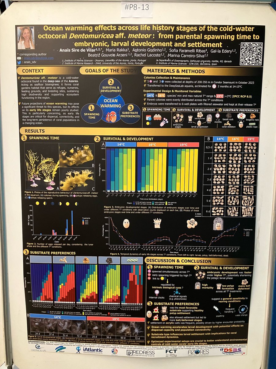 My poster for the #17dsbs
Although I couldn’t attend in person, I’m excited to share my preliminary findings on Ocean Warming Effects across Life History Stages of the Cold-Water Octocoral Dentomuricea aff. meteor. Feel free to reach out via email if you have any questions. 🪸💛
