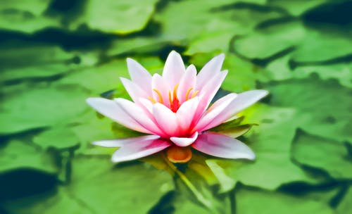 MindfulBangor's tweet image. Join us today January 14th at 12.30, for an online open day session about the master's in mindfulness
Learn how to bring mindfulness deeper into your life and work with a degree @BangorUni
Join here: bangor.ac.uk/centre-for-min…