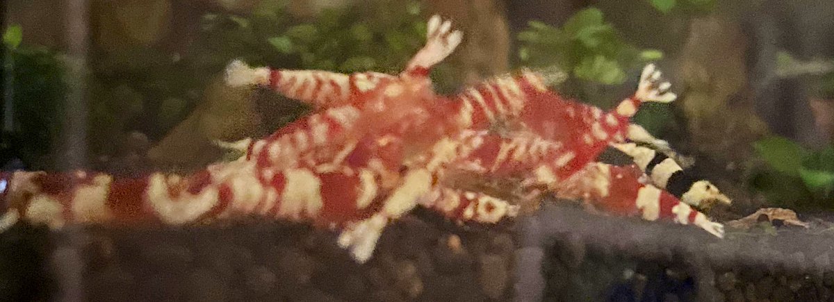 Aquarium_Choco's tweet photo. ごはんですよ♪ https://t.co/SCWHghA2AU