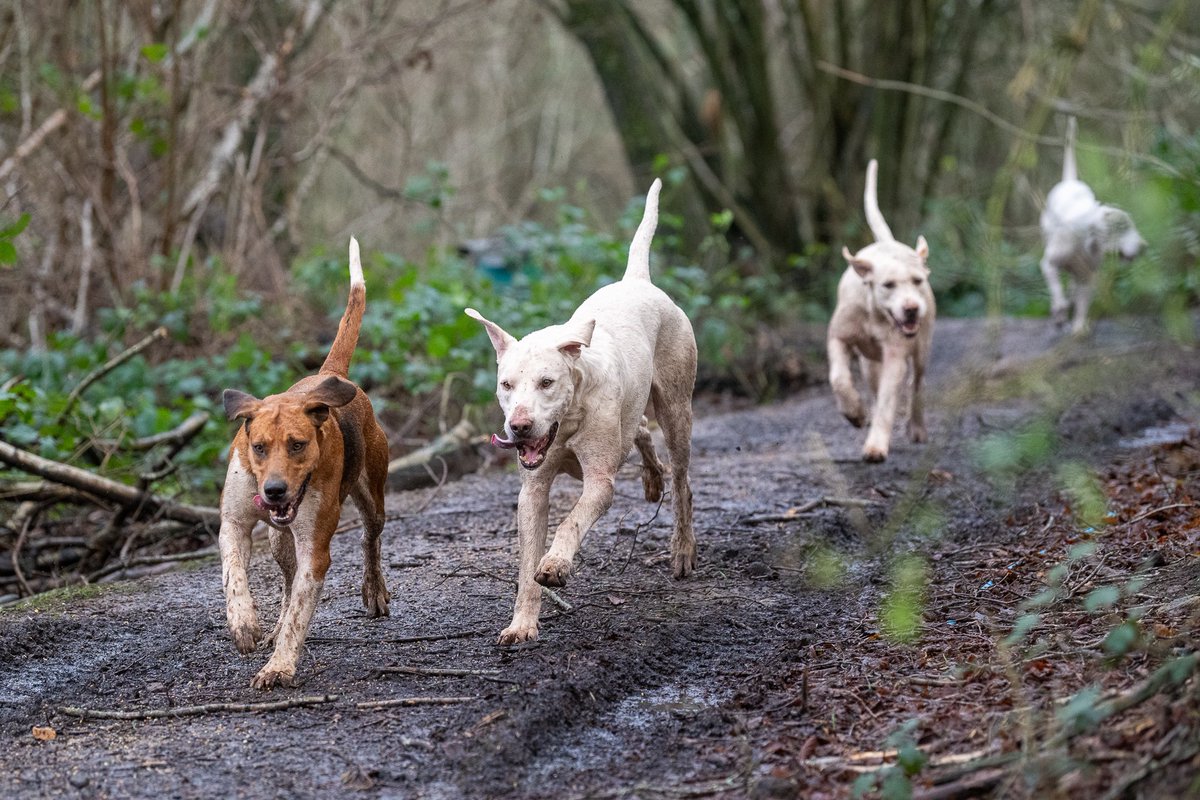 lurcherwork's tweet image. #hound #foxhound #horse #hunting #trailhunting