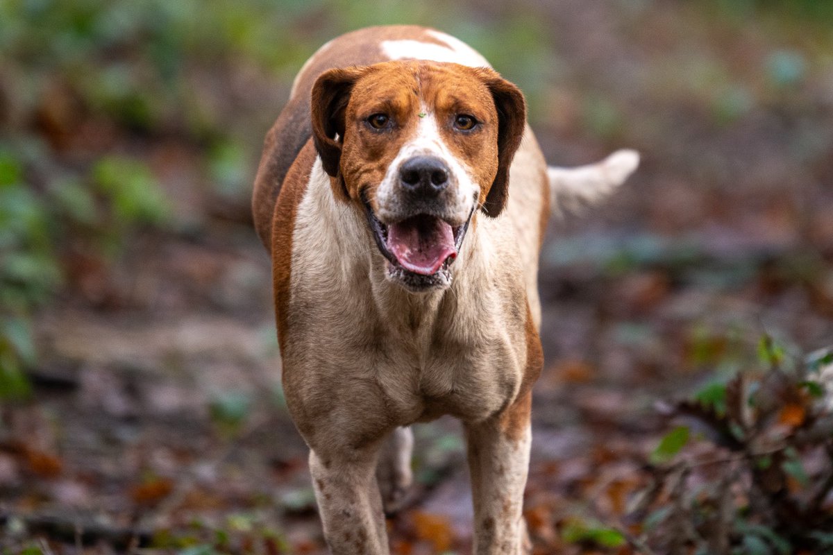 lurcherwork's tweet image. #hound #foxhound #horse #hunting #trailhunting