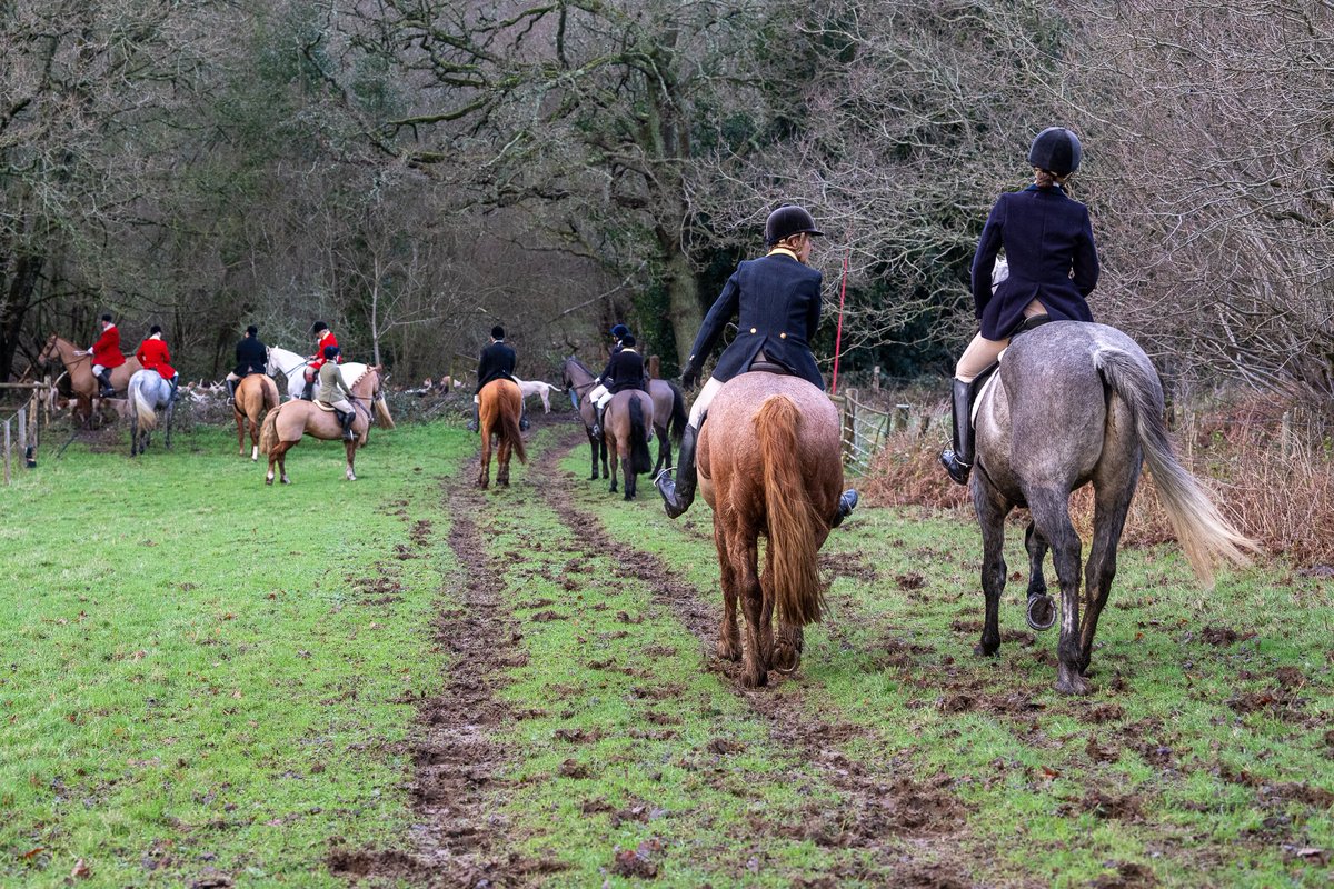 lurcherwork's tweet image. #hound #foxhound #horse #hunting #trailhunting