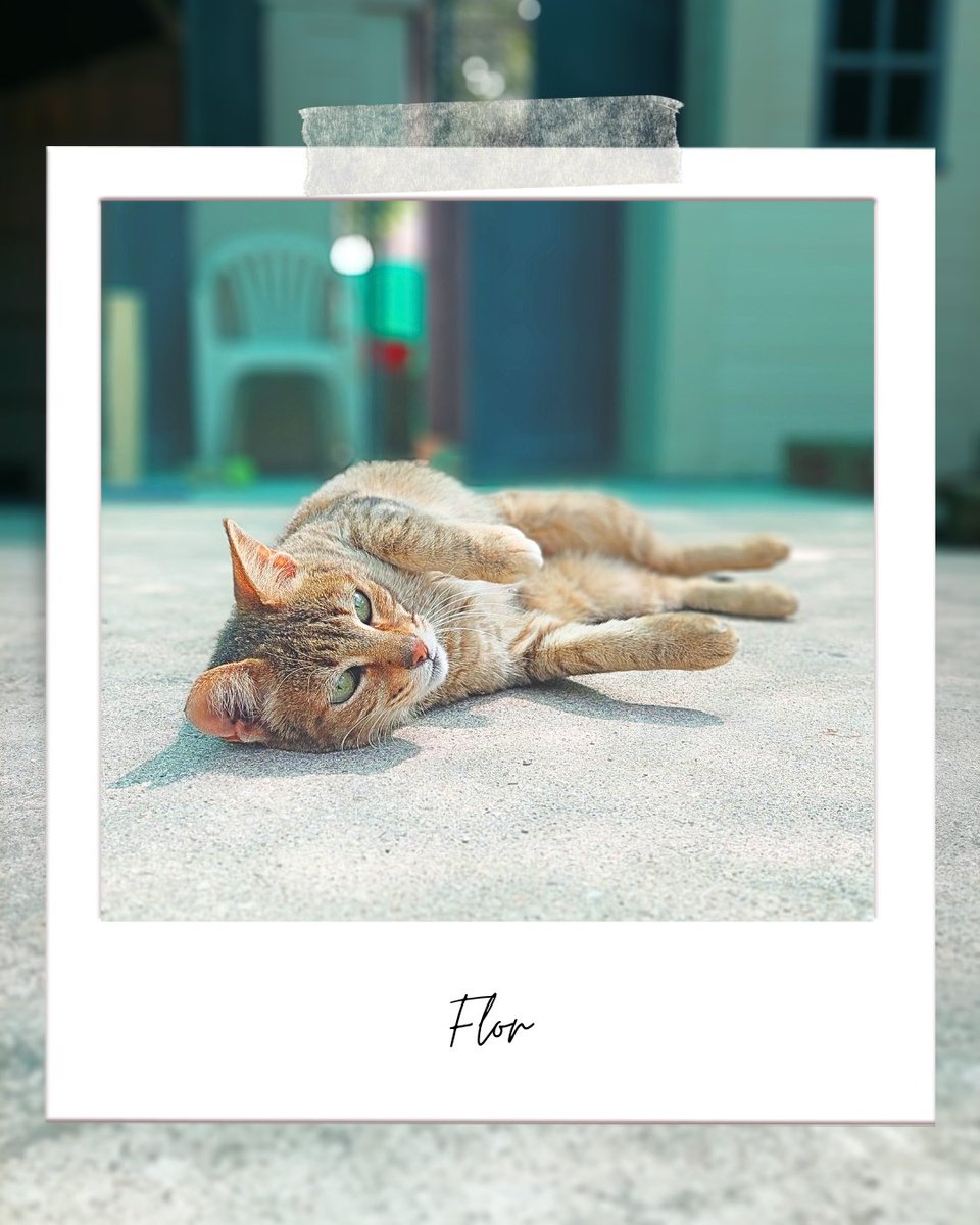 Flor es una de nuestras gatas con carácter introvertido y no es apta para la adopción. Es una gata muy bonita, le encanta hacer la croqueta y tomar el sol ¿Te gustaría ser su padrino o madrina?

apadrina@defensafelina.org 

teaming.net/asociaciondefe…