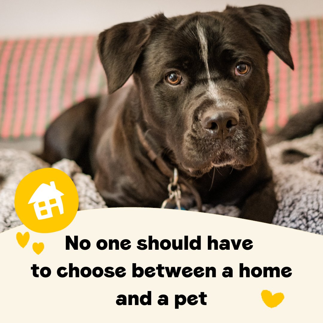 No one should have to choose between a home and a pet 🏠🐶

Whilst the new Renters’ Rights Bill will make having a dog much easier for people in private rented accommodation, it doesn’t extend to pets and owners in social housing 💔