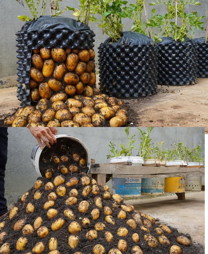 I don’t need to buy Potatoes at the market anymore, when I know this trick

Growing potatoes at home is a rewarding and cost-effective way to enjoy fresh, homegrown produce. If you’ve discovered a trick that works well for you, that’s fantastic! 

.....
#Agronomme🇷🇼