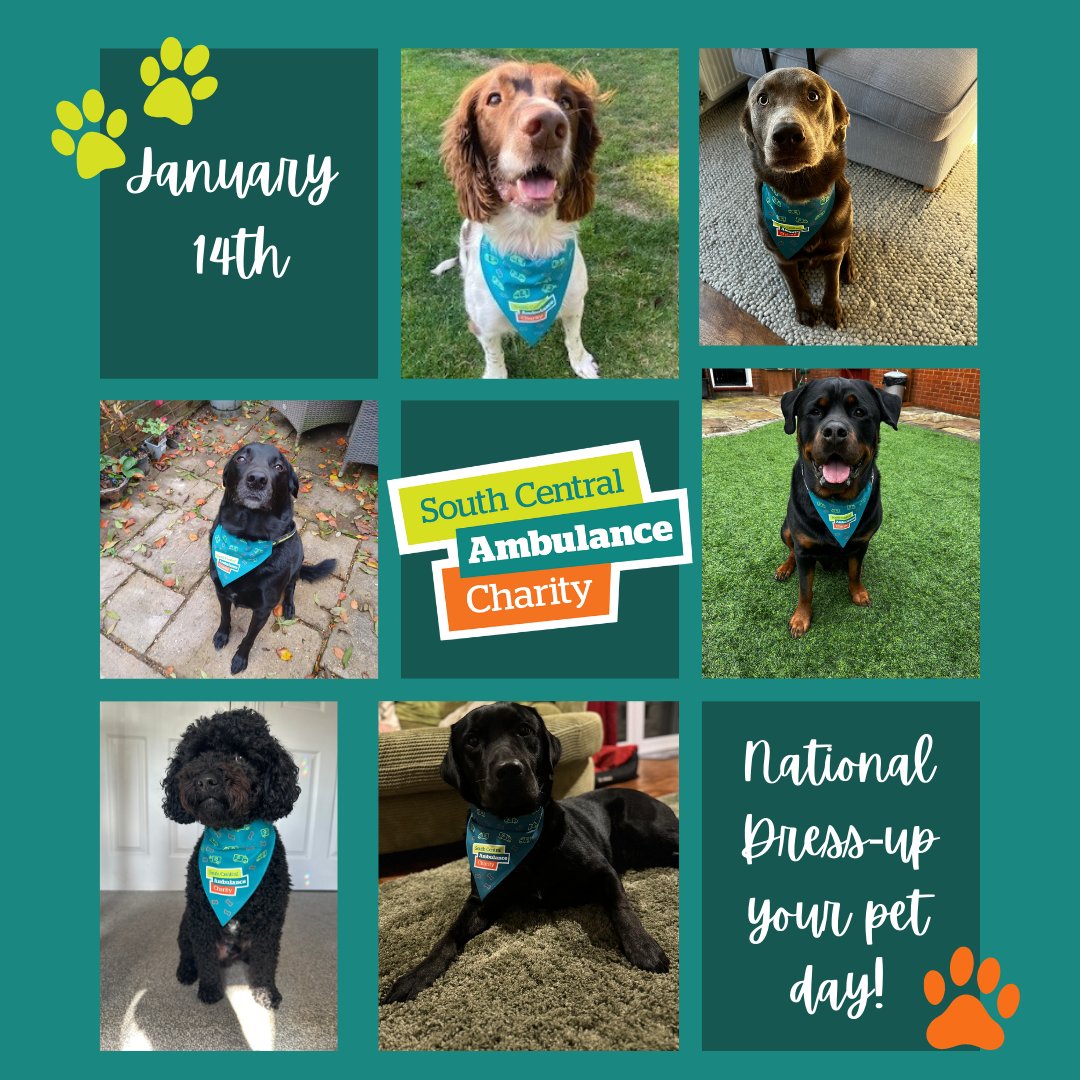 SCASCharity (@scacharity) on Twitter photo #NationalDressUpYourPetDay ๐พ Whether itโs a cozy jumper, or a Charity banner, show off your pets style! ๐ถโค๏ธ Share your pics & spread the loveโOur Doggy Bandanas are available to purchase, please visit ow.ly/Crrx50UFIWX #DressUpYourPetDay #Showyoursupport ๐ <a href="/SCAS999/">South Central Ambulance Service</a> #NationalDressUpYourPetDay ๐พ Whether itโs a cozy jumper, or a Charity banner, show off your pets style! ๐ถโค๏ธ Share your pics & spread the loveโOur Doggy Bandanas are available to purchase, please visit ow.ly/Crrx50UFIWX #DressUpYourPetDay #Showyoursupport ๐ <a href="/SCAS999/">South Central Ambulance Service</a>