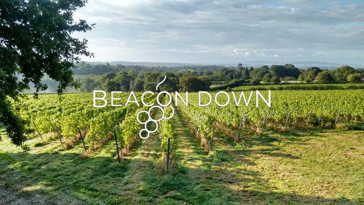EW_Collection's tweet photo. The English Wine Collection's Vineyard Focus With Beacon Down
As one of the only vineyards producing a still Riesling, their journey began in 2018 with a Kabinett-style wine, featuring natural sugars and 8.5% alcohol. It was so well received, it even appeared on Alan Titchmarsh’s ITV show ‘Love Your Weekend’ and shone in an international tasting in Tasmania!  Fast forward to 2020, they crafted a slightly drier Riesling, fermented in oak barrels with oxidative techniques, perfect for pairing with desserts. 
Here they let the grapes shine with single varietal wines. The sparkling range includes Blanc De Noirs (Pinot Noir), Blanc De Blancs (Chardonnay), and Rose de Noirs (Pinot Noir). Each wine has its own character, surprising and delighting our tastebuds every time. 
Join us in celebrating the diversity and quality of Beacon Down wines. There’s truly a wine for everyone! 
For the full interview follow the link below👇👇👇
#BeaconDownVineyard
#EnglishSparklingWine #Luxury #QualityOverQuantity #WineLovers #SupportLocal