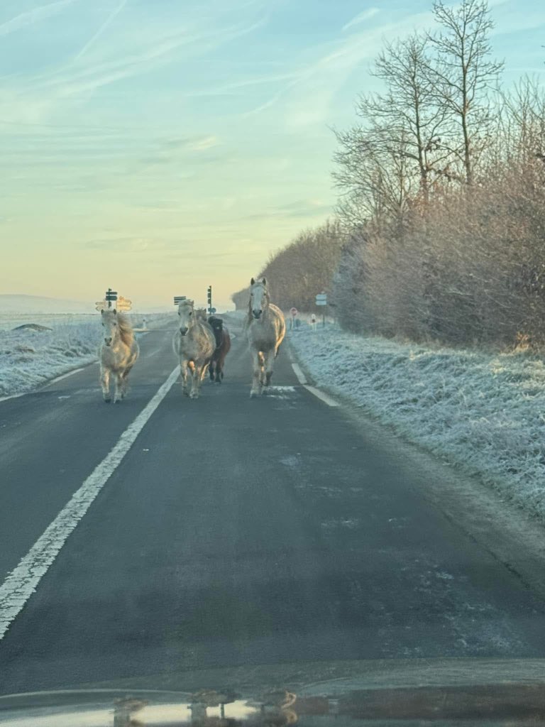 Omerville_Vexin's tweet photo. Sur la départementale entre Chaussy et Omerville à l’instant !
🐴🐎🐴
#vexin #valdoise #omerville https://t.co/PlNva7Ozsk