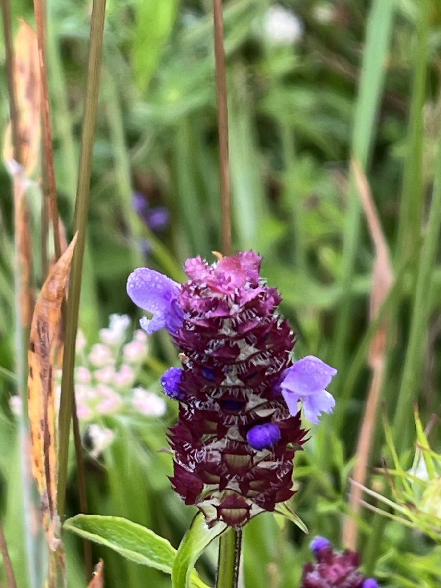 ClaireM_Banking's tweet photo. #DailyWalkPic 15/01/25
Prunella vulgaris or heal-all (Aalthough it actually goes by a lot of different names). Oddly it makes me think of bumblebees. https://t.co/DBP1WHffad