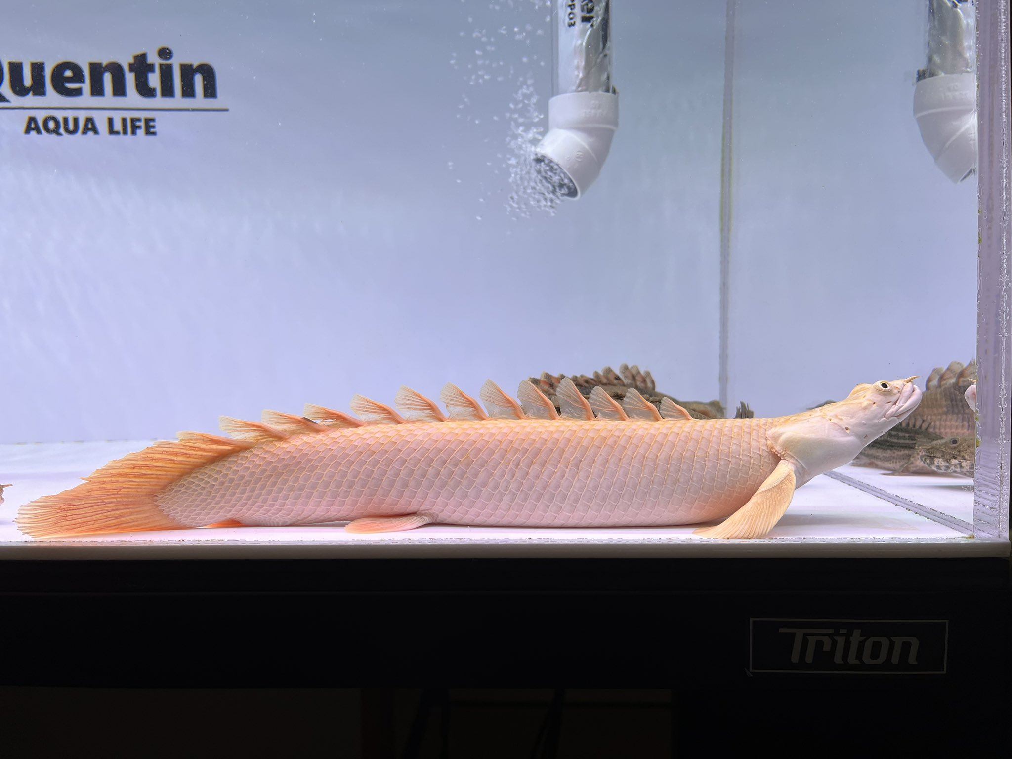 ❤かわいいペットに❣️格安❣️個別にもお譲ります☄️中古水槽☄️大・中大・中・小 カワキヨ (@JwtTyFTXDFda6bd) / X