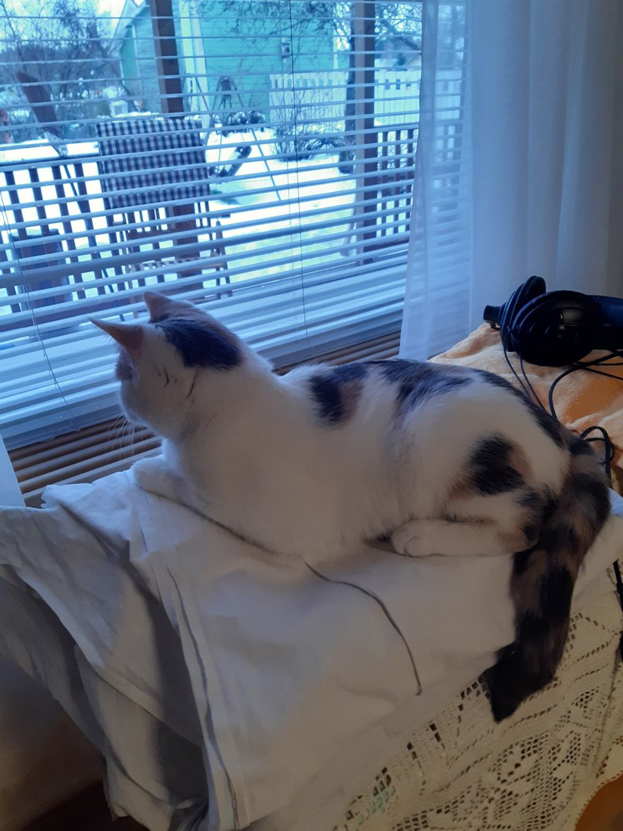 koomassi's tweet photo. Eilen kävi Hilma-koira verannalla. Sen jälkeen on oltu aika tarkkana.
#Pipsa https://t.co/zqMZtnUFXr