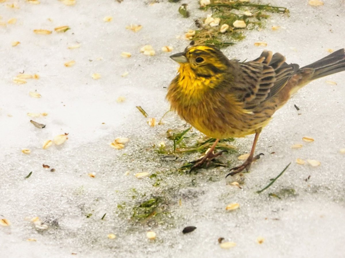 HPaluste's tweet photo. Talvike
#birds #birdphotos #BirdsTwitter https://t.co/CE5hFAh6o0