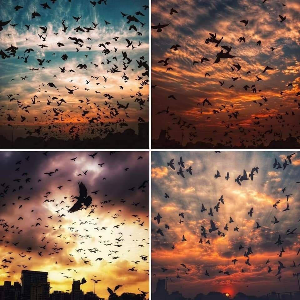 Anjea2's tweet photo. ليَتنا كالطيور كُلما ضَاقت بِنا الأرض حَلقنا نحو السَماء دون إن تُلاحقنا أحزاننَا💭💙 https://t.co/5GGseGGOEf