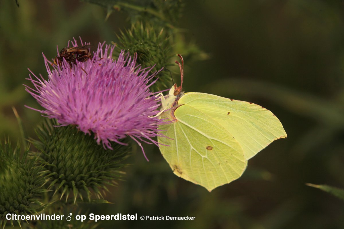 Natuurexplorati's tweet photo. #vlindermaand Dag 14. Citroenvlinder, een vrij grote soort, die als imago overwintert en dan ook zeer vroeg in het voorjaar kan gezien worden. Vooral in april zie ik ze soms veel in open zonnige bossen. #insects #vlinders #butterflies #natuur #fauna #natuurdichtbij #mykh https://t.co/uj6aLkeGhi