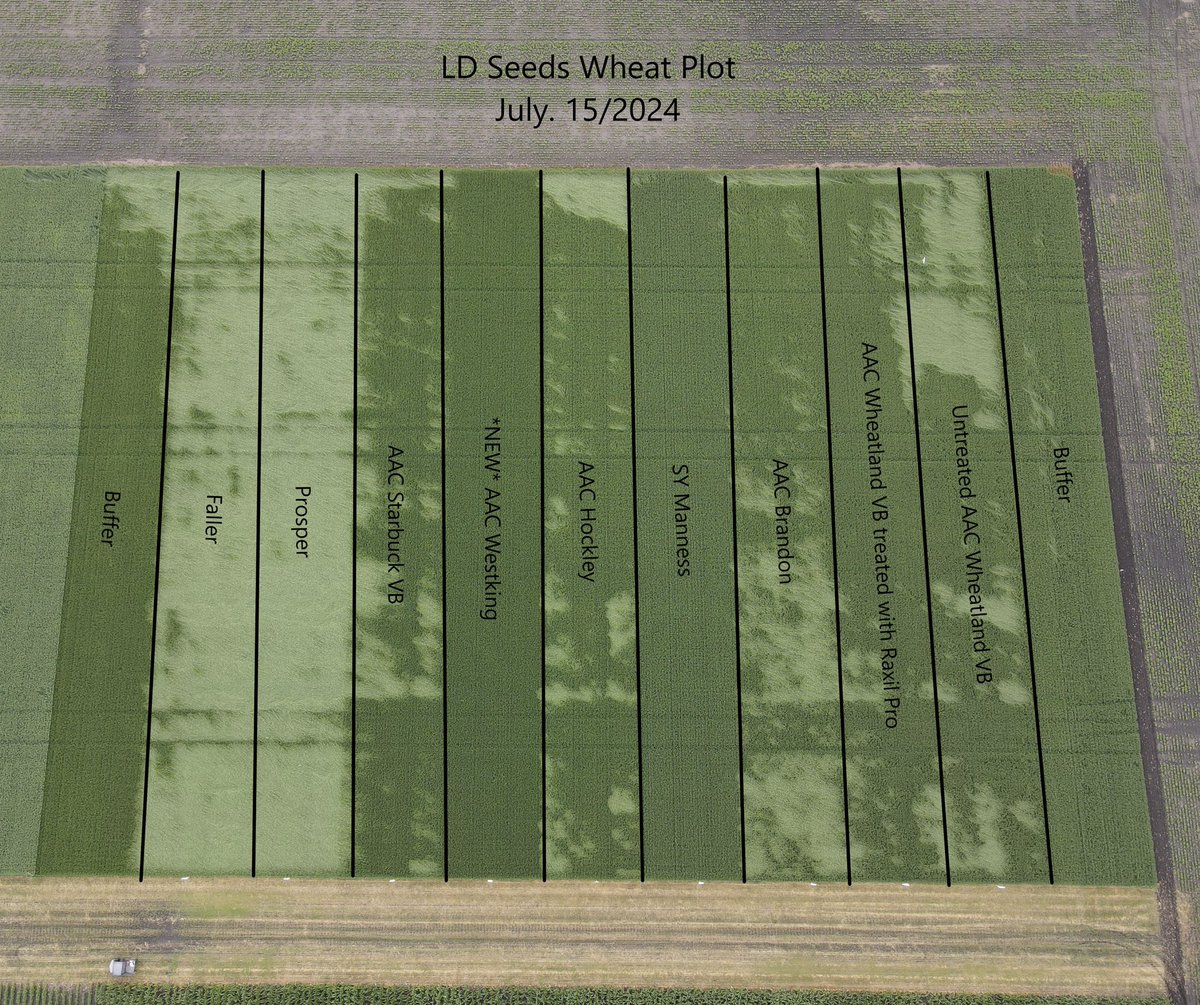 If you’re looking for a new CWRS wheat variety for 2025, might be worth taking a look at SY Manness. 

#1 yielding variety on our trials and as shown is has best in class stand ability!