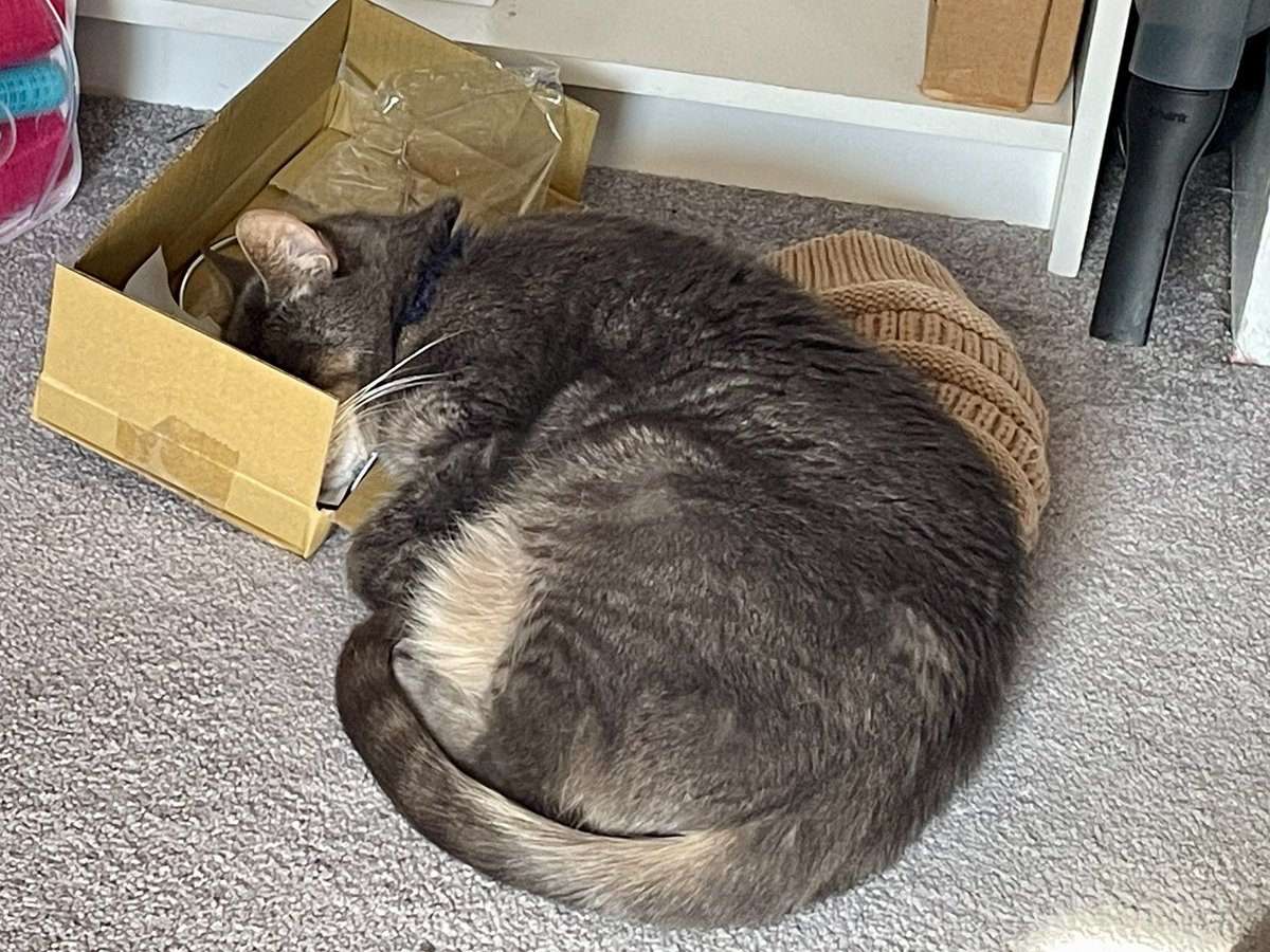 DeiselPepSkip's tweet image. You comfy like that Krame? #CatsofTwittter