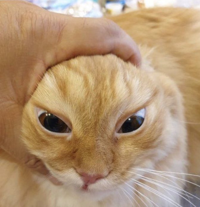 sweetiecola1's tweet image. Burbur
#pili #pilifanart #badboyhalo #badboyhalofanart #therealm #therealmfanart @Dtowncat_