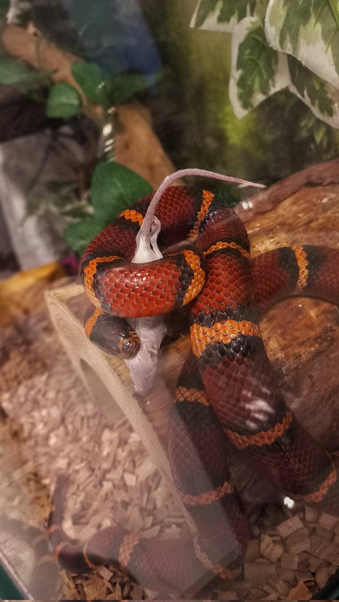 arwelle_'s tweet image. ogólnie to uciekł mi wąż z terrarium, nie ma jej 5 dzień i mam nadzieję że dziadówa nie zamarzła gdzieś, bo mamy całe mieszkanie  wyłożone płytkami, w nieocieplanej kamienicy, na parterze bez ogrzewania podłogowego :)))

Nie pytajcie jak mamy przekopane wszystko XD

Żanetawruć