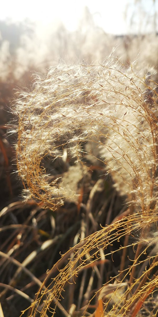 Jane23710's tweet photo. 芦花正茂～ https://t.co/4S7PHSe6do