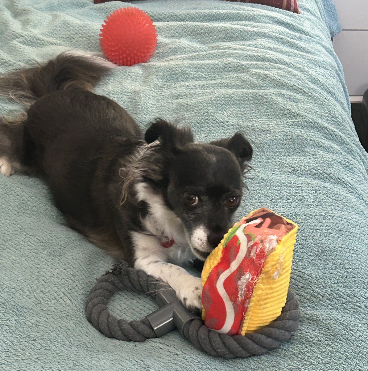 It’s #TacoTuesday so there’s no way you gonna take this from me.
#dogs #dogsoftwitter #dogsofx