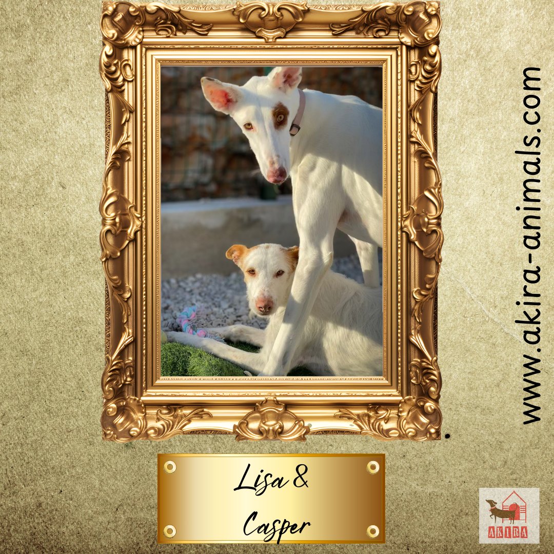 Lisa is one of those invisible forgotten souls. She can travel and is so beautiful . She is the dog laying down. Casper her friend will be leaving soon and she will miss him unless she can maybe find a special home.. please retweet this special girl. #forgottensoulshour #teamzay