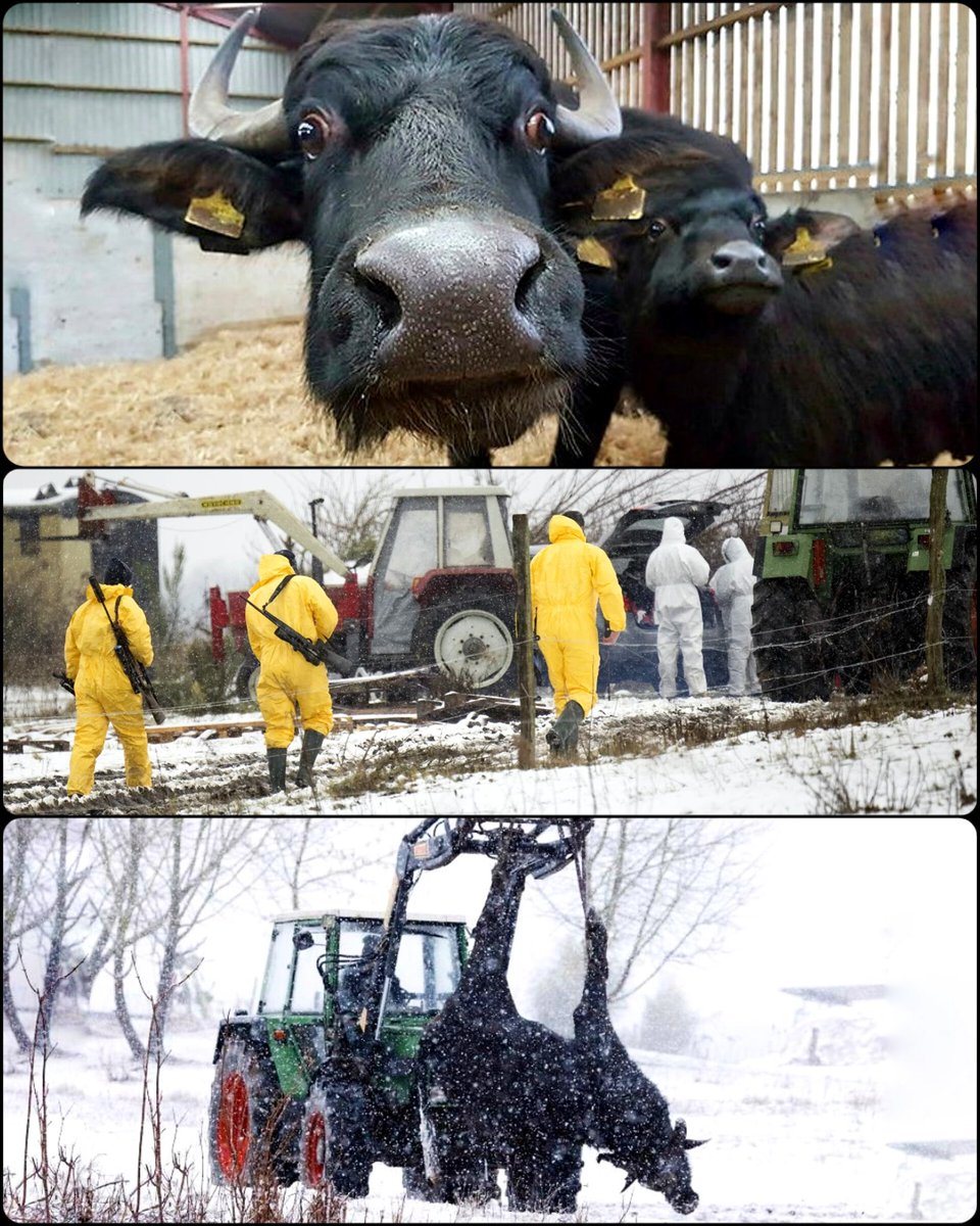 🐃 #ZooZiņa: Vācijā ūdens bifeļiem konstatē mutes un nagu sērgu - 1. reizi kopš 1987. Lai ierobežotu izplatību, visi bigfeli +200 cūkas netālā fermā iznīcināti, slēgti Berlīnes zoo, uz 72h aizliegta "lopu" vadāšana.

🥩 Kamēr viņus masveidā audzēs un ēdīs, būs arī šādas sērgas.