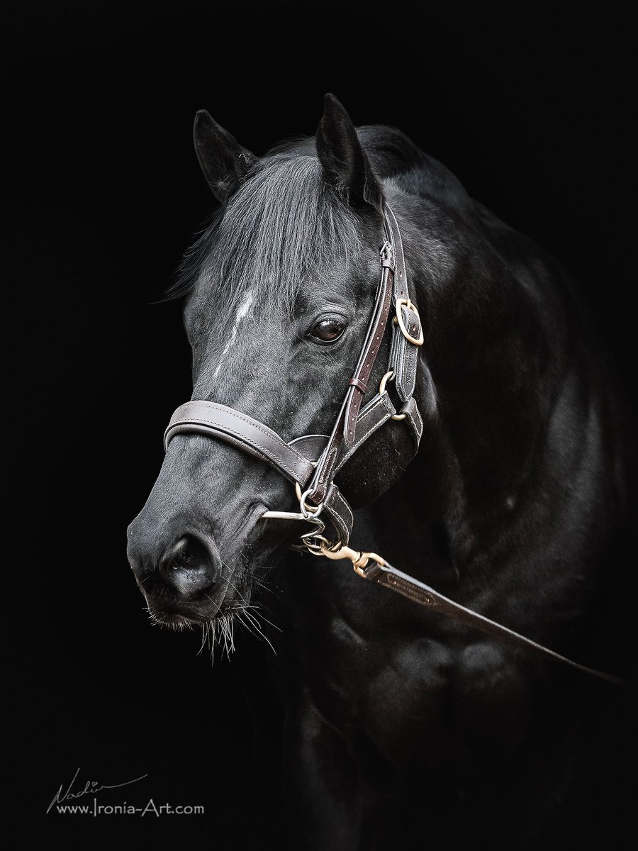 Marie's Diamond 💎🐎