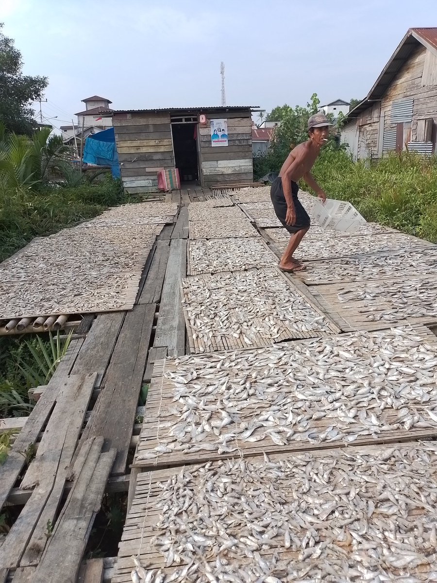 vickys0301's tweet photo. Rabu (16/10/2024), vicky luhkan kab. Tanjung Jabung Timur, Poklahsar Usaha bersama produksi ikan asin sebanyak 120 kg ( Rp. 17.000 ) #GiatLuhkanSatminkalBRPPUPP #luhlapor #oktober2024 https://t.co/o625PkTh5b
