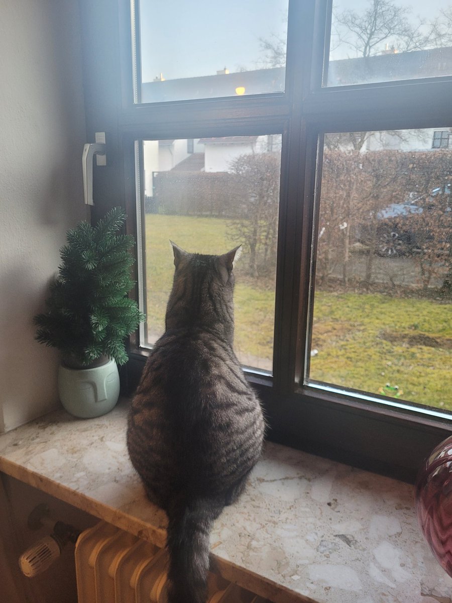 Dear HQ, dear friends, we are back in charge 💪🏼 Since it is very cold outside I am currently doing an indoorshift from our fav spot. Paw waves Frieda 🐾🐾🥶🐾🐾  #FTeam #Hedgewatch