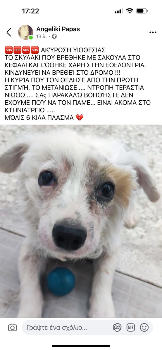 rikoulini's tweet photo. Δωστε μια ευκαιρία σε 6κιλά πλασματάκι να υιοθετηθεί βρέθηκε κακοποιημένο μην βγει στο δρόμο δεν θα τα καταφέρει!επικοινωνια με την αρχική αναρτηση στο FB https://t.co/gF05owWpLq