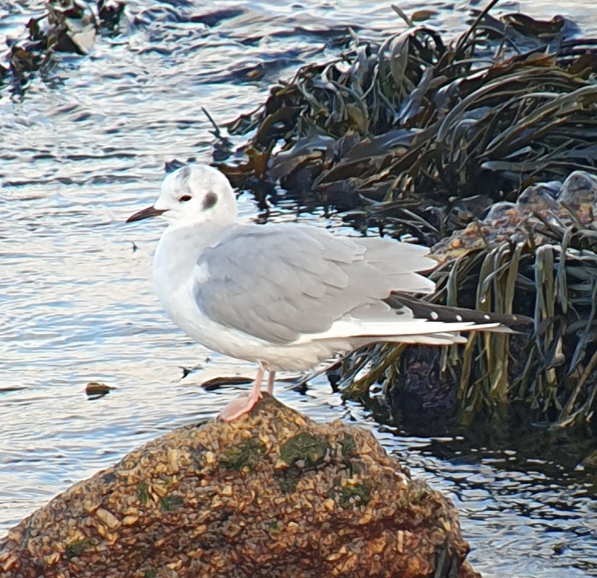 Good day in Cornwall today, Booted Eagle showed well eventually then this Bonapartes Gull at Sennen
