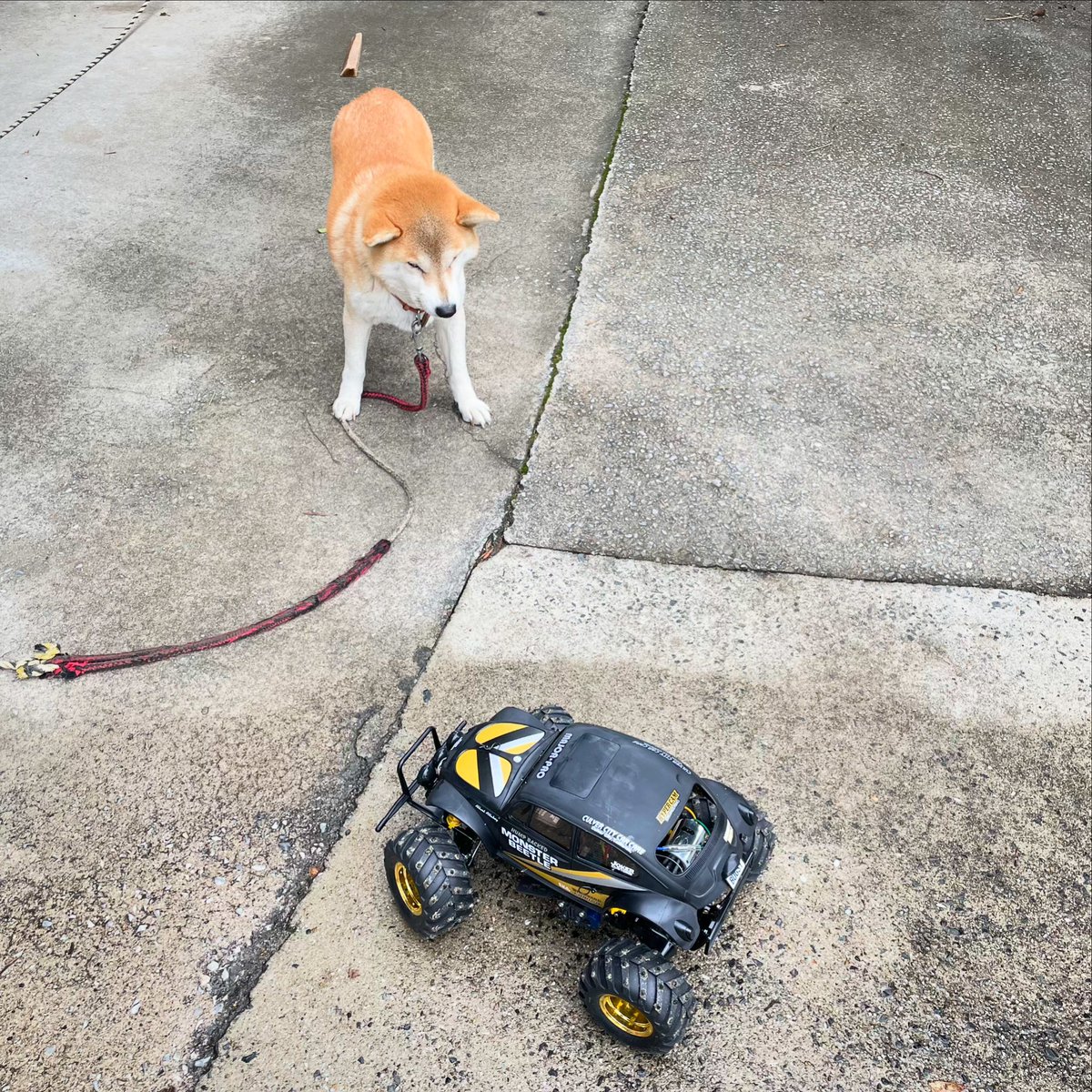 kaz_mini4wd's tweet photo. なんだチミはってか!?
#tamiya #monsterbeetle #柴犬 https://t.co/e7g1gOox2Q