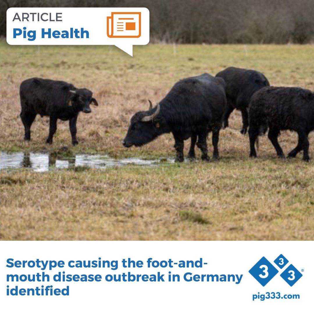 On December 10th, the first outbreak of foot-and-mouth disease in 37 years was confirmed, affecting buffaloes on a farm in Brandenburg. 🦠 

 pig333.com/latest_swine_n…