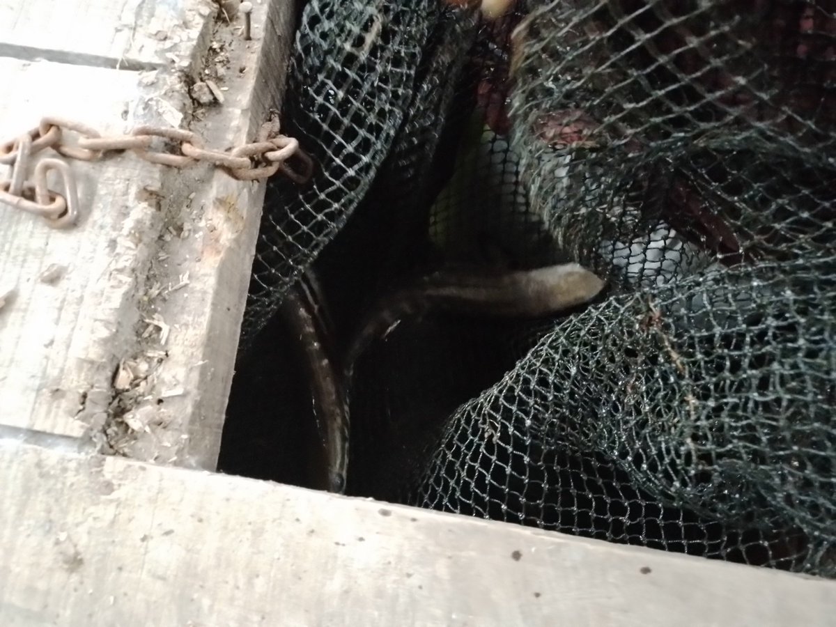 vickys0301's tweet photo. Kamis (17/10/2024), vicky luhkan kab. Tanjung jabung timur, Pokdakan Usaha Bersama Sejahtera hasil panen ikan toman sebanyak 50 Kg ( Rp. 40.000/Kg )
#GiatLuhkanSatminkalBRPPUPP #luhlapor 
#oktober2024 https://t.co/9I34Hv0xDZ