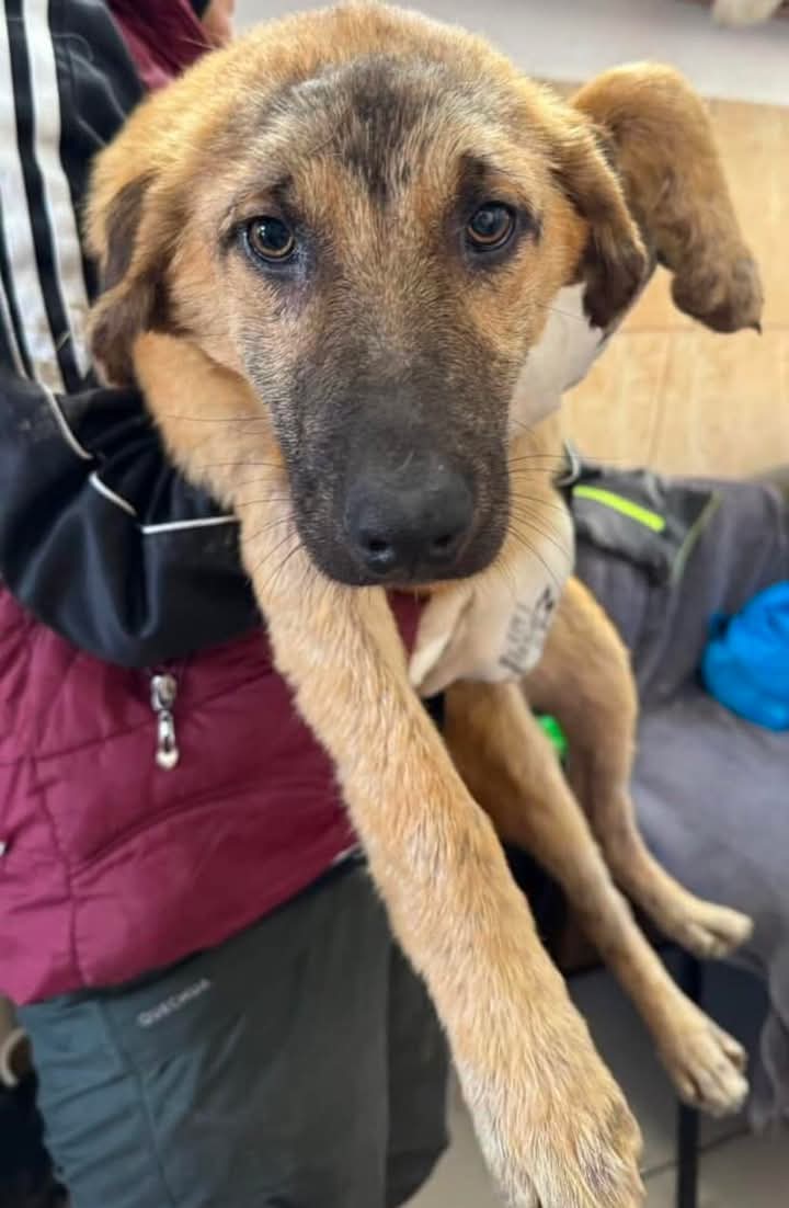 Oh Sally.. our unlucky puppy 

Not a single share or application 

It’s so awful knowing these pups grow up in a shelter when all they want is a family and love 

Sally can be homed with sensible children, cats and dogs 

Please choose 6 month old Sally 

pawprints2freedom.co.uk/apply